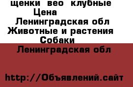 щенки  вео  клубные › Цена ­ 25 000 - Ленинградская обл. Животные и растения » Собаки   . Ленинградская обл.